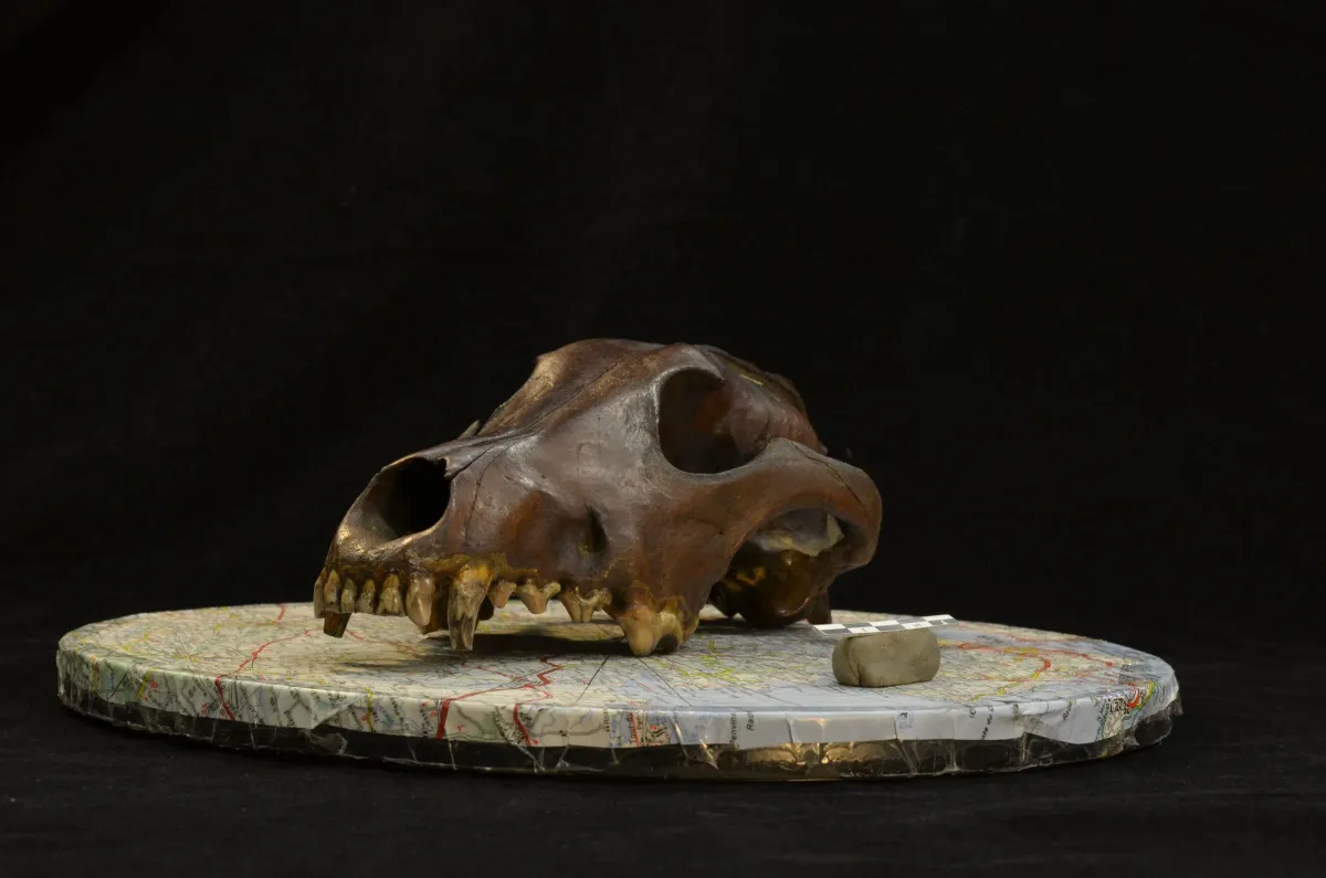 Ancient Dog Skulls Rewrite the Story of Canine Evolution