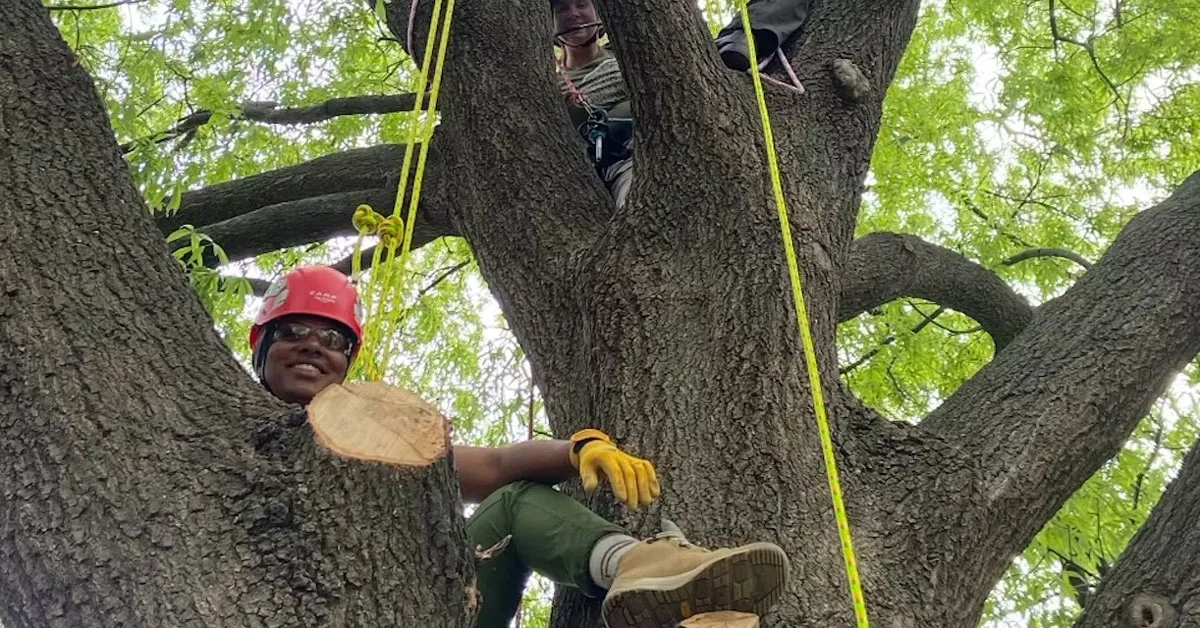Students trade lecture halls for tree canopies in hands-on forestry course