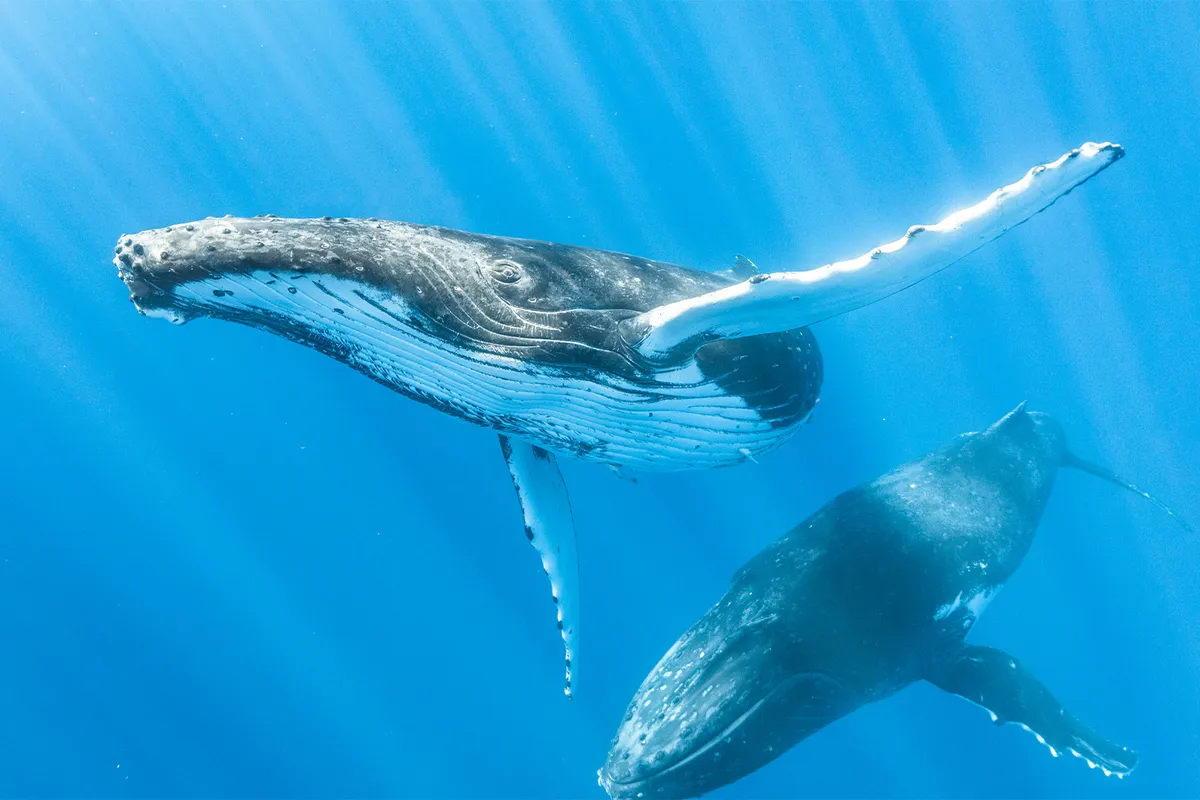 Listen to whales to improve connection, care & ocean health (commentary)