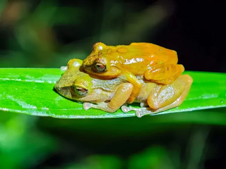 Scientists Discover a “New” Frog That Was Hiding in Plain Sight for 100 Years