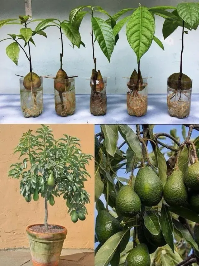 Indoor Avocado Gardening: A Step-By-Step Guide for Urban Growers With Limited Space