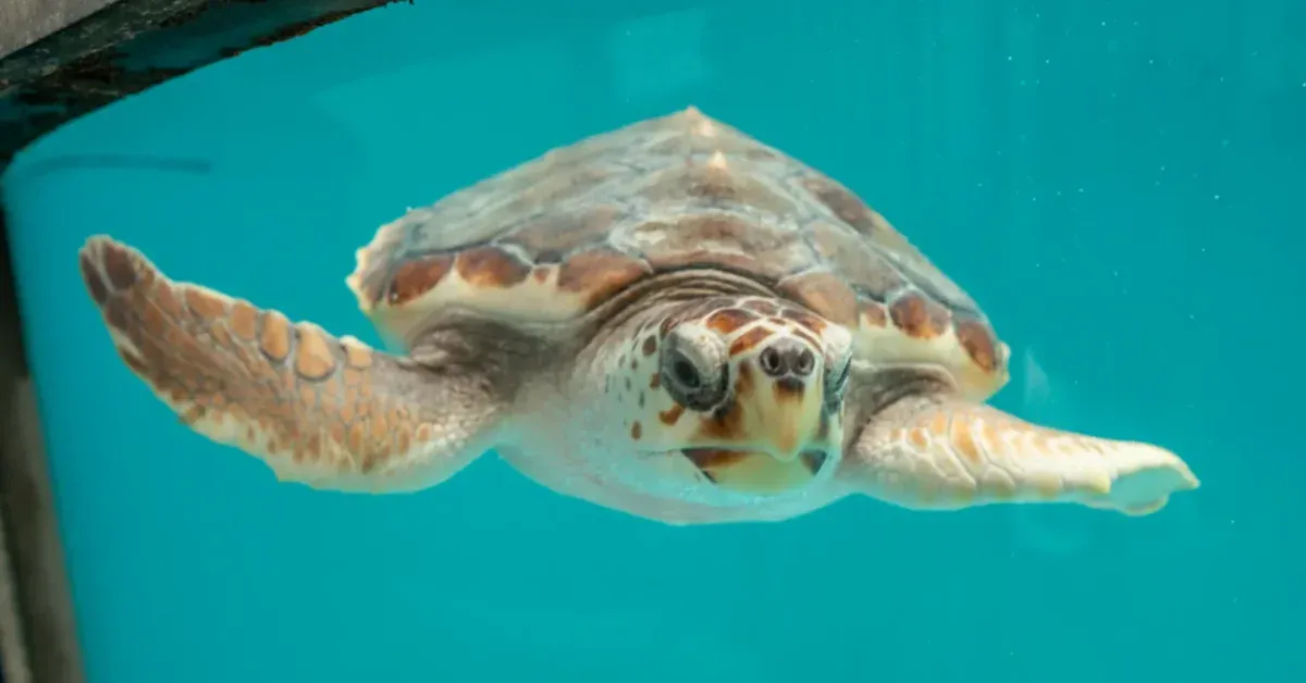 Researchers bid farewell to rescued sea turtle after 200-day recovery: 'We were all bawling on the boat afterwards'