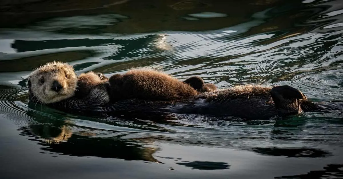 Could otters slow climate change by munching on sea urchins? Bay Area scientists think so