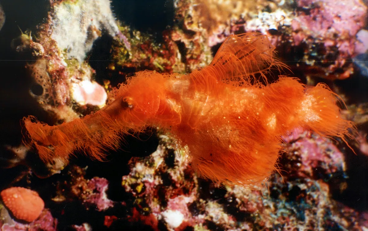 New species of ghost pipefish named after Sesame Street character found in Australia