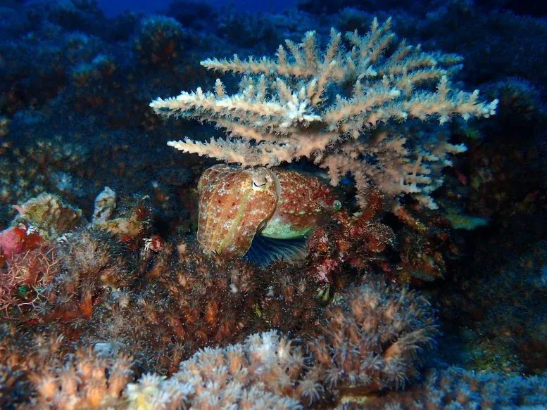 Common cuttlefish (Sepia sp.)