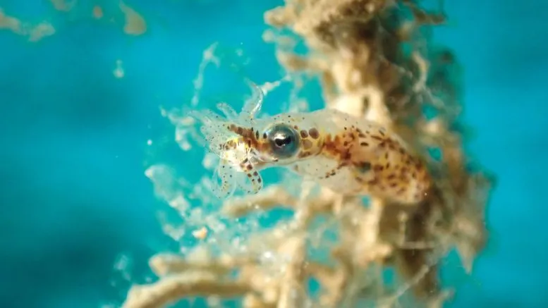 Pygmy squid (Idiosepius sp.)