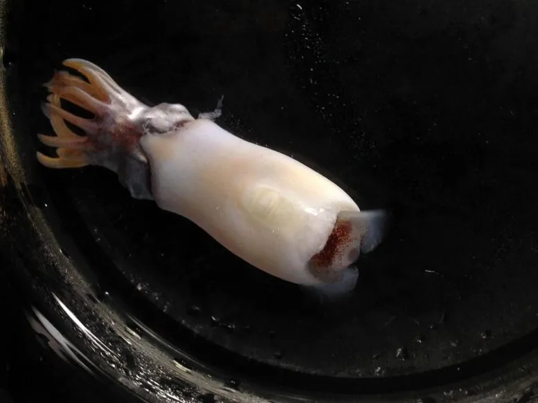 Ram’s horn squid (Spirula spirula)