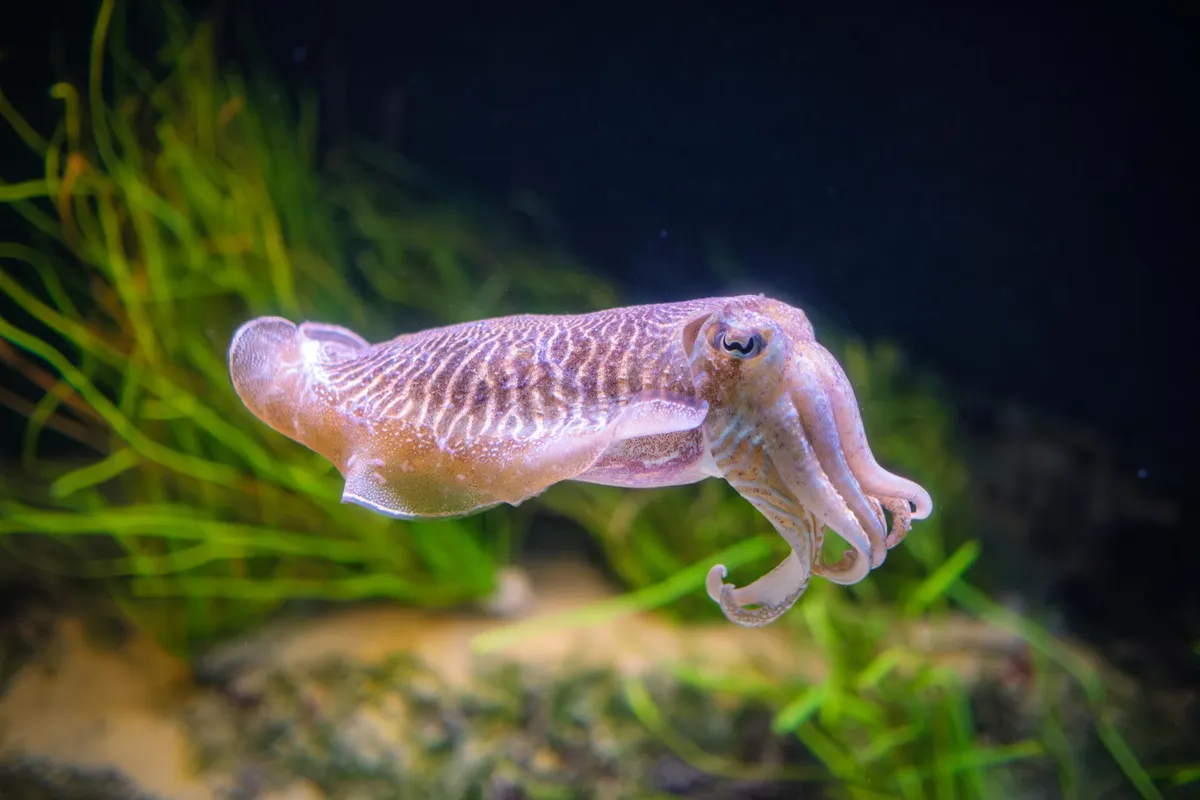 Scientists Finally Crack the 100-Million-Year Evolutionary Mystery of Squid and Cuttlefish