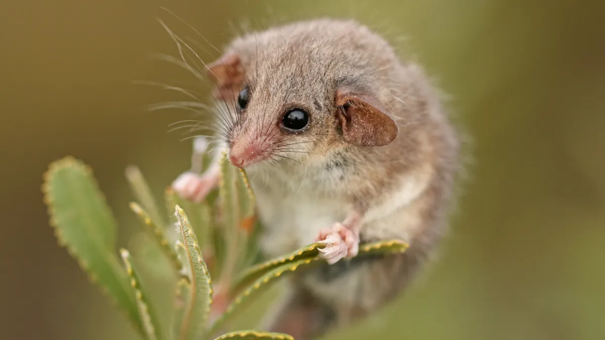World’s smallest possum may be hiding in South Australia