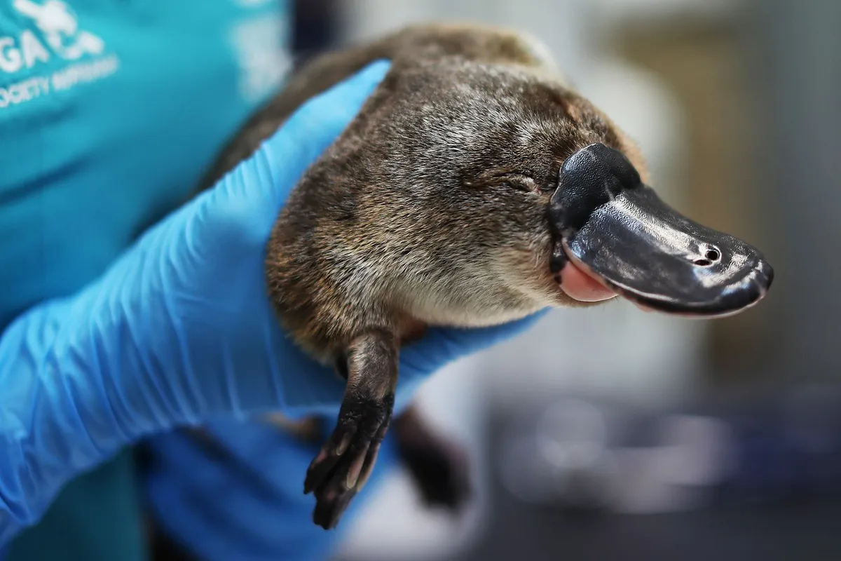 Platypus Hair Shares a Puzzling Feature With Bird Feathers, Adding to the Egg-Laying Mammal's List of Unusual Characteristics
