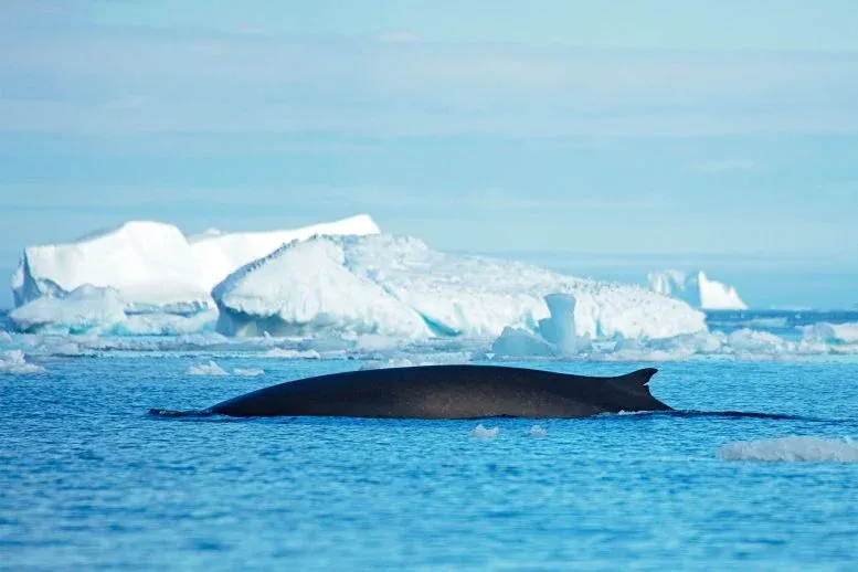 Fin Whale 1