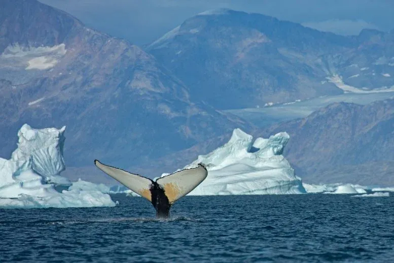 Humpback Whale 2