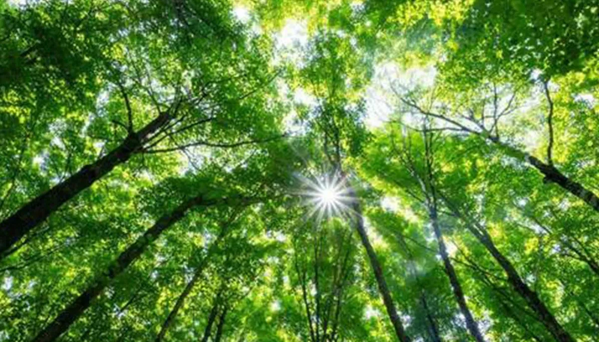 Light reflecting on leaves may help identify dying forests