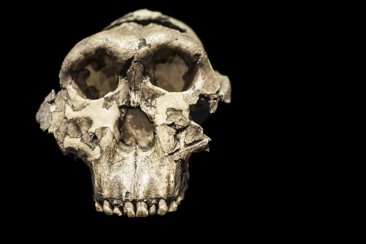 Scientists Found an Ancient Human Relative Where None Was Expected