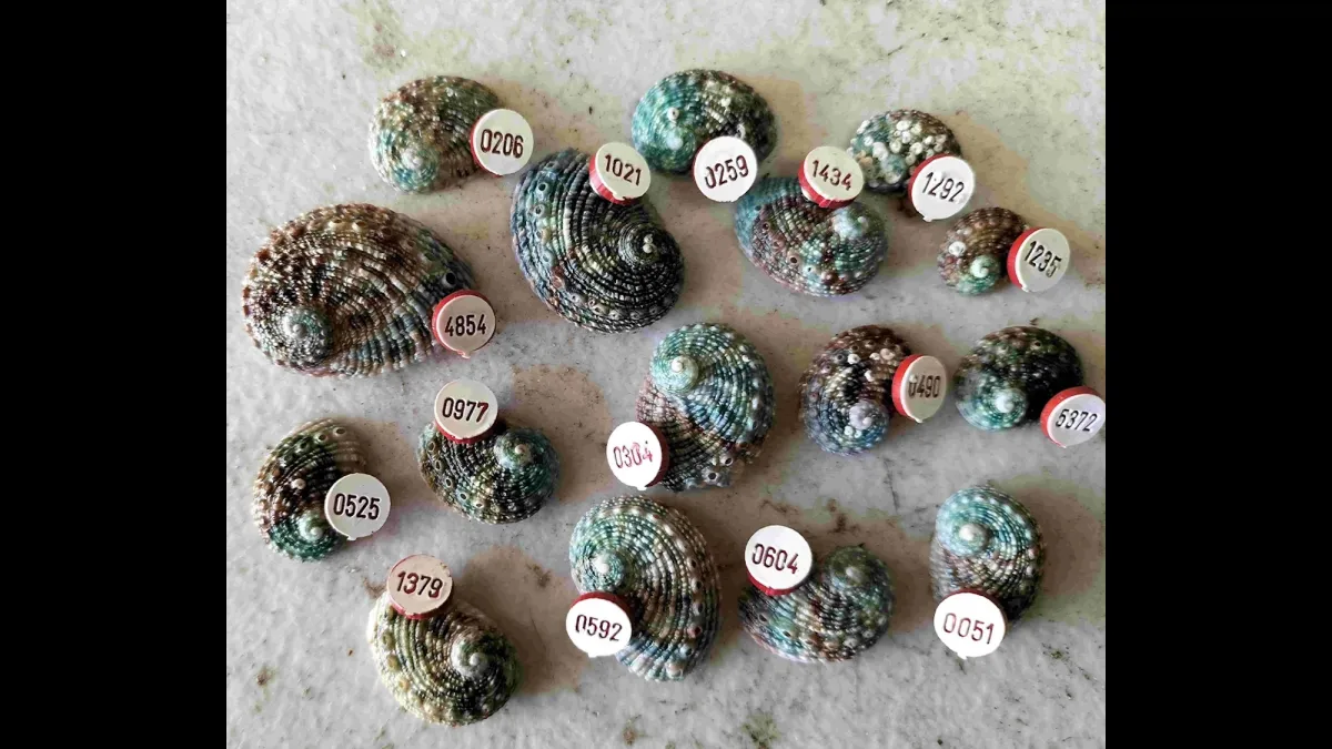 Mysterious, numbered mollusk discovered on Australian beach