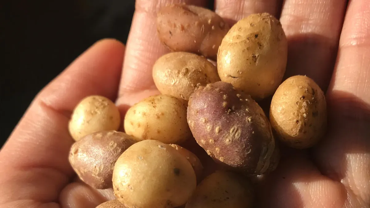 Ancient people carried a wild potato across the American Southwest