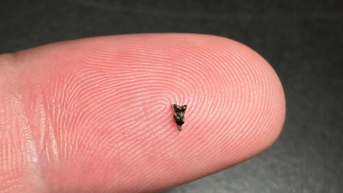 Teeth tinier than fingertips reveal how our ancestors spread after dinosaurs died