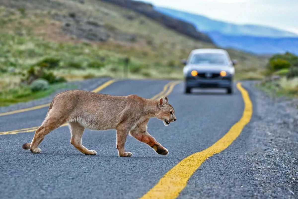 Cougars cut deadly vehicle-deer collisions in the U.S. by up to 76%, study shows