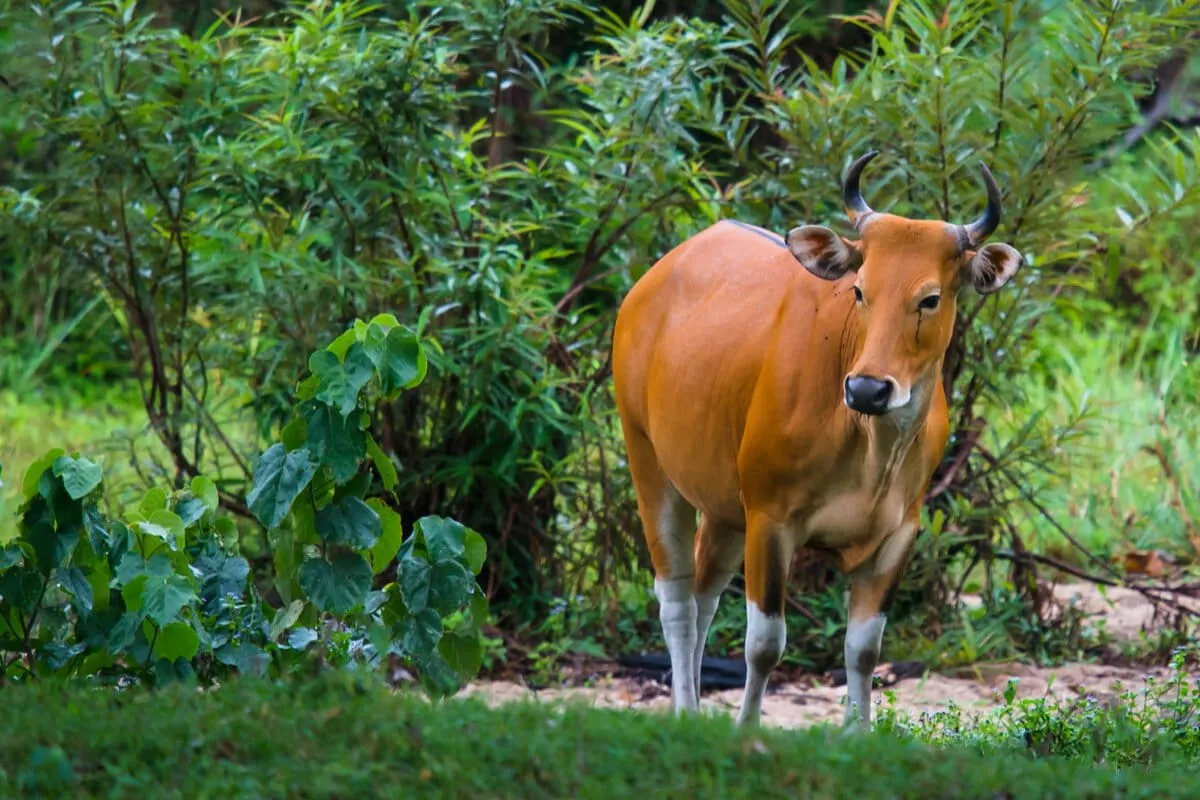 Thai Villagers Traded Poaching for Ecotourism. Now, Rare Wild Cattle Roam Free.