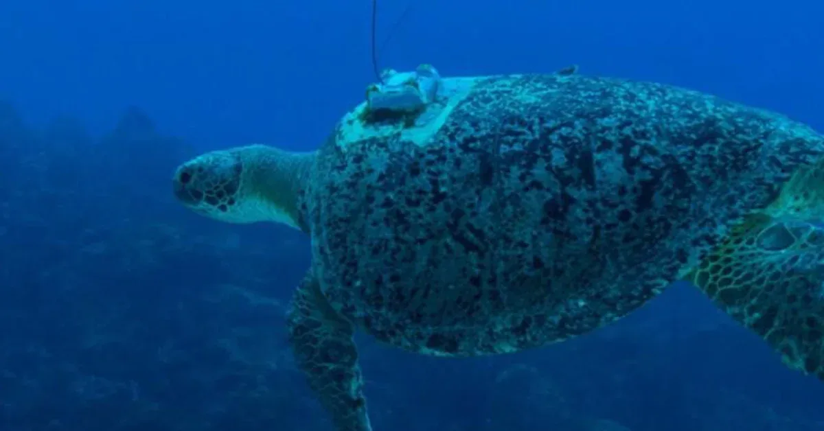 Researchers discover groundbreaking details about sea turtle migration patterns: 'Crucial to conservation'