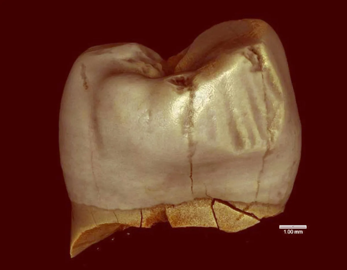 Primate Teeth Just Rewrote a Key Chapter of Human Evolution