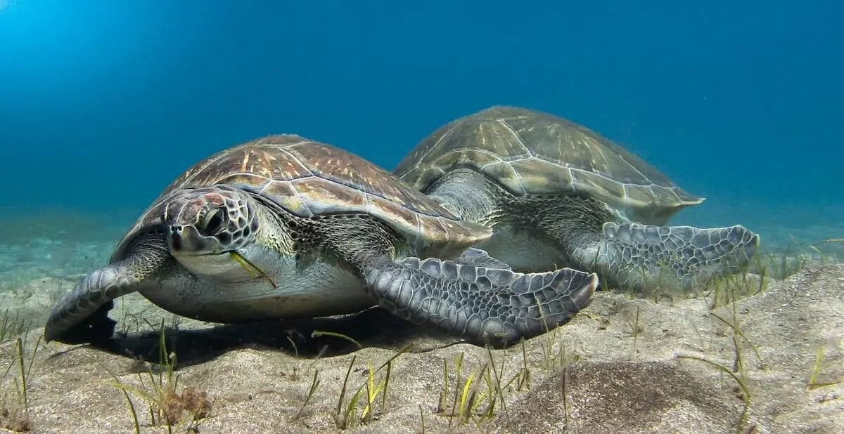 Ghana Just Created Its First Ocean Reserve. It's the Size of New York City.