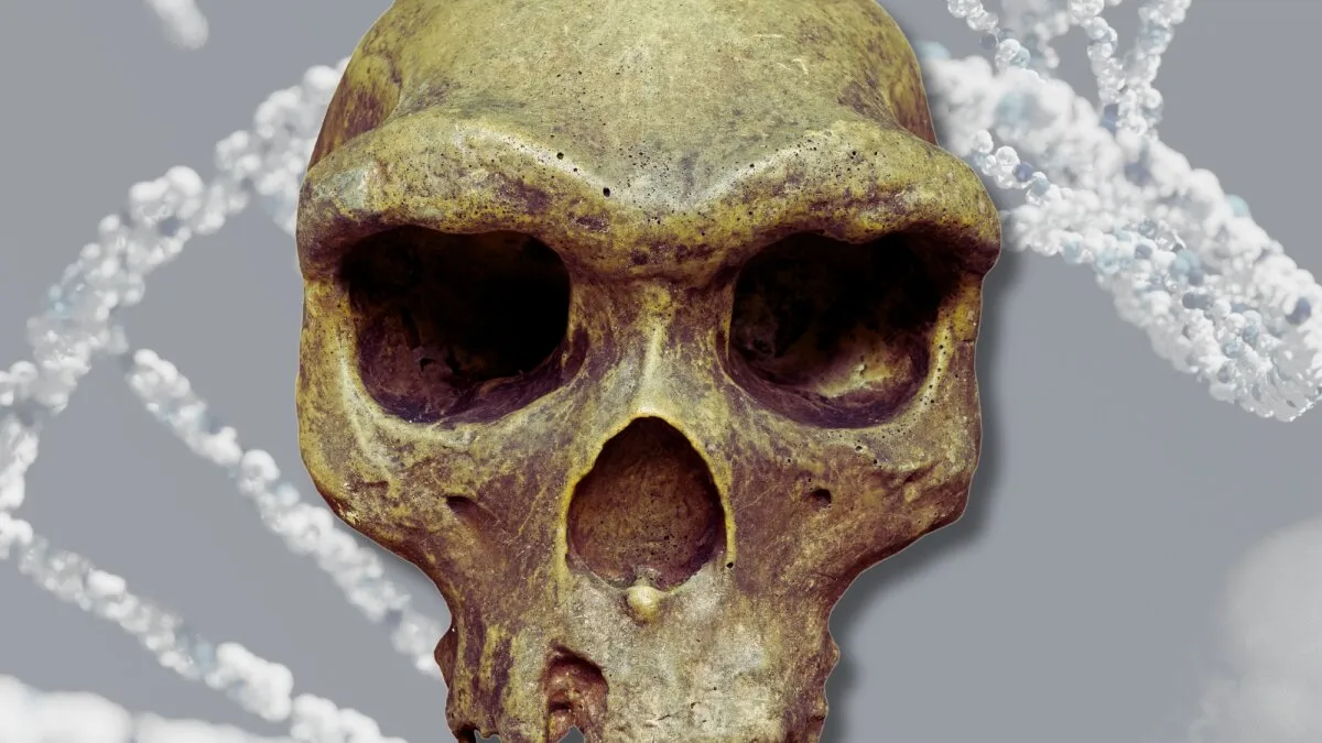 Homo erectus may have passed a genetic legacy down to modern humans after all