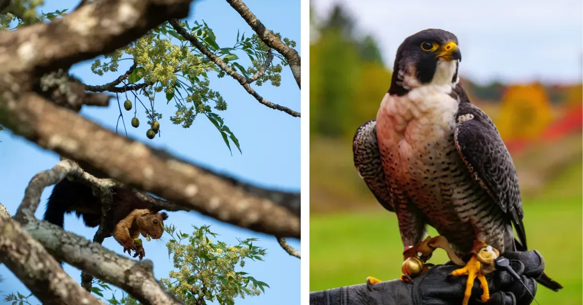 Article illustration