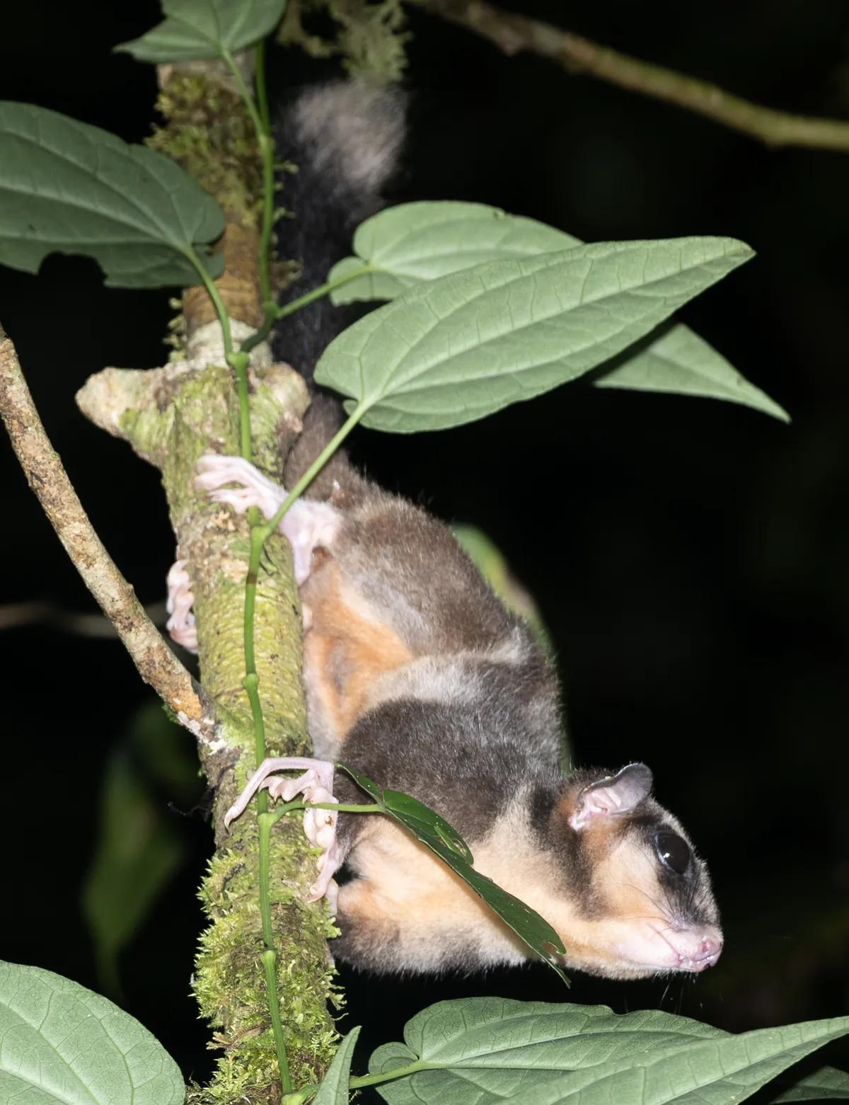 Article illustration