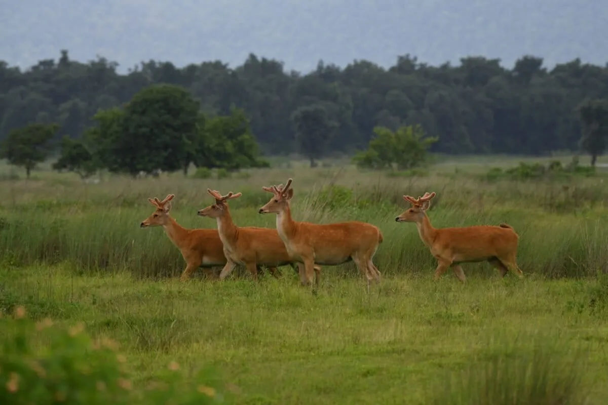India's Rare Swamp Deer Population Just Got a Second Chance
