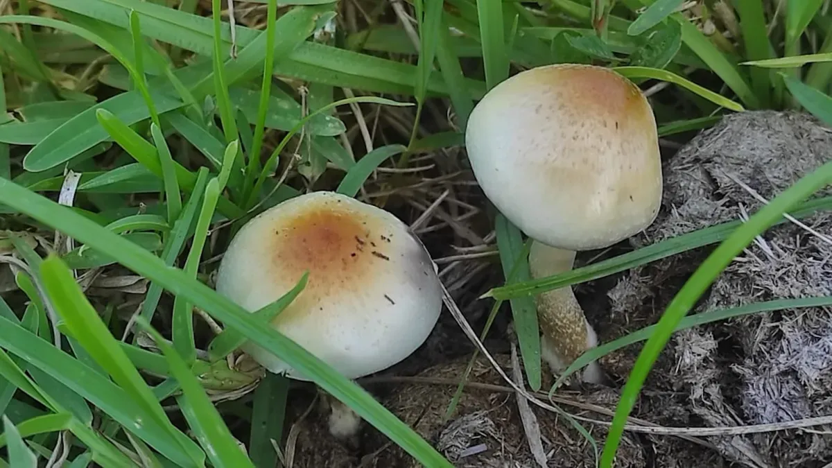 New psychedelic fungus rewrites origins of magic mushrooms