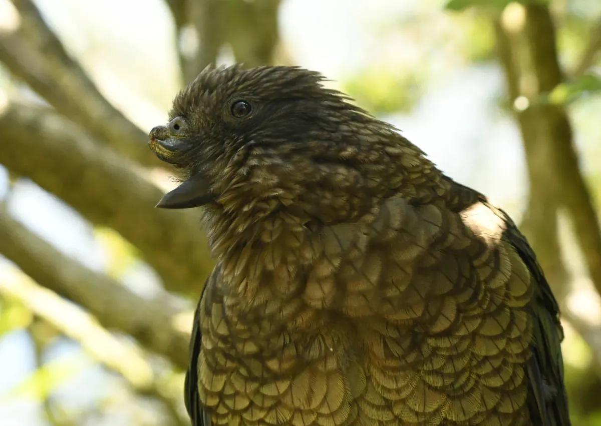 Article illustration