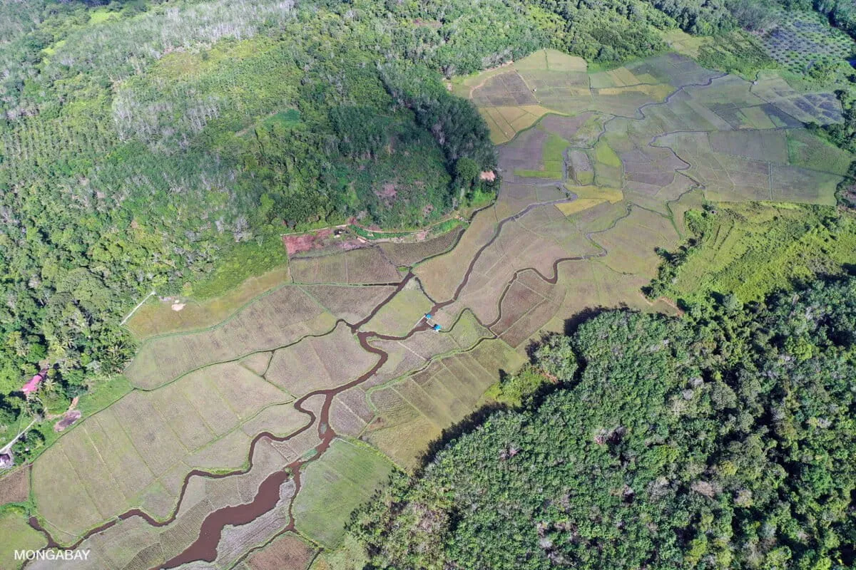 Smallholders are not the weak link in forest protection (commentary)