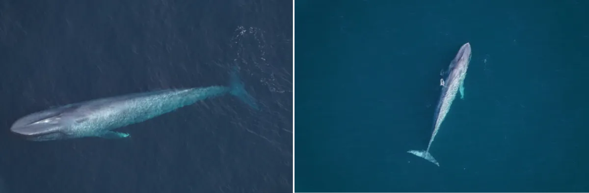 A blue whale seen by the New England Aquarium’s aerial survey team over Northeast Canyons and Seamounts Marine National Monument on Feb. 27, 2026 (left). One of two blue whales sighted over southern New England waters on Feb. 28, 2026 (right).