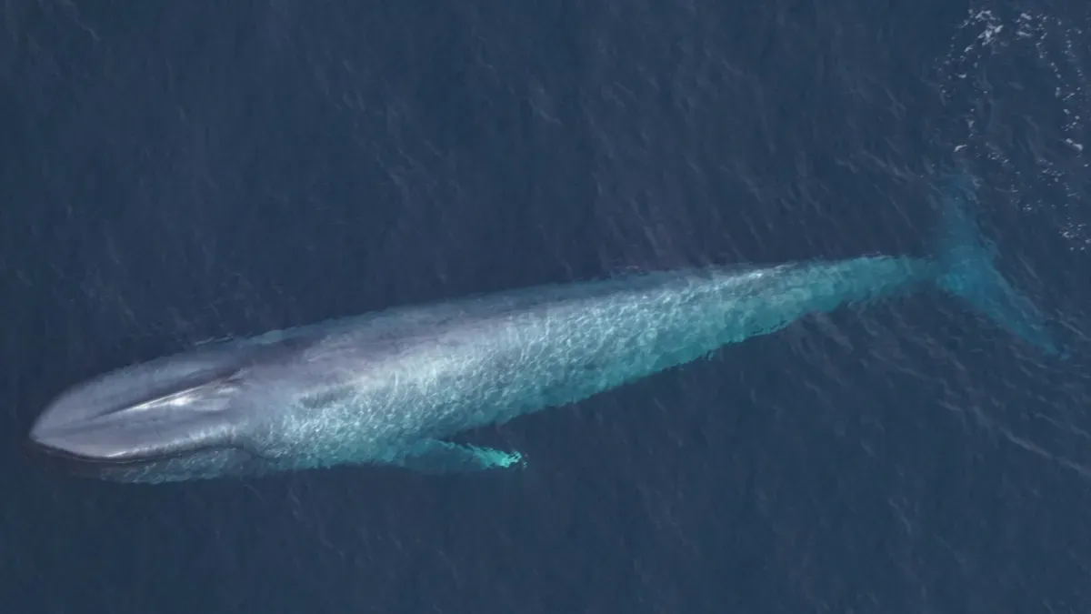 Marine biologists spot rare blue whales off Massachusetts coast