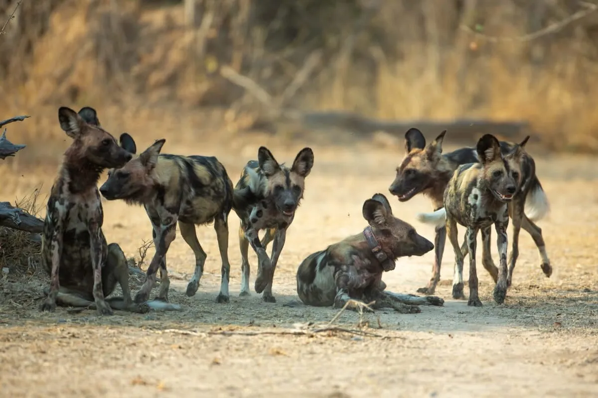 Three Wild Dogs Just Set a New African Mammal Travel Record