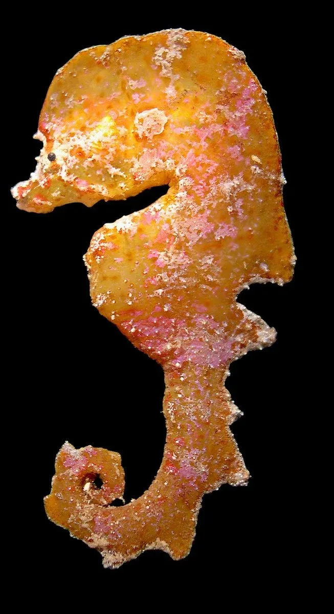 New Museum Discovery Shows Evolution Keeps Reinventing the Seahorse