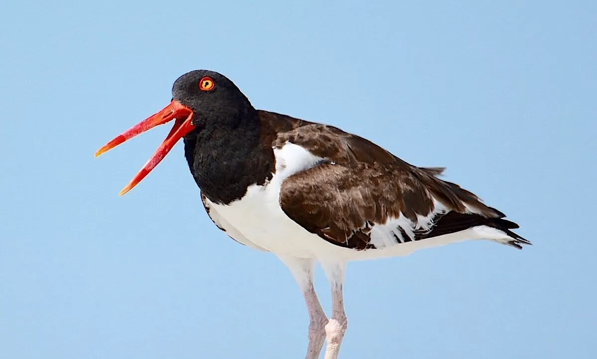 How saving birds protects the planet: Interview with author Scott Weidensaul