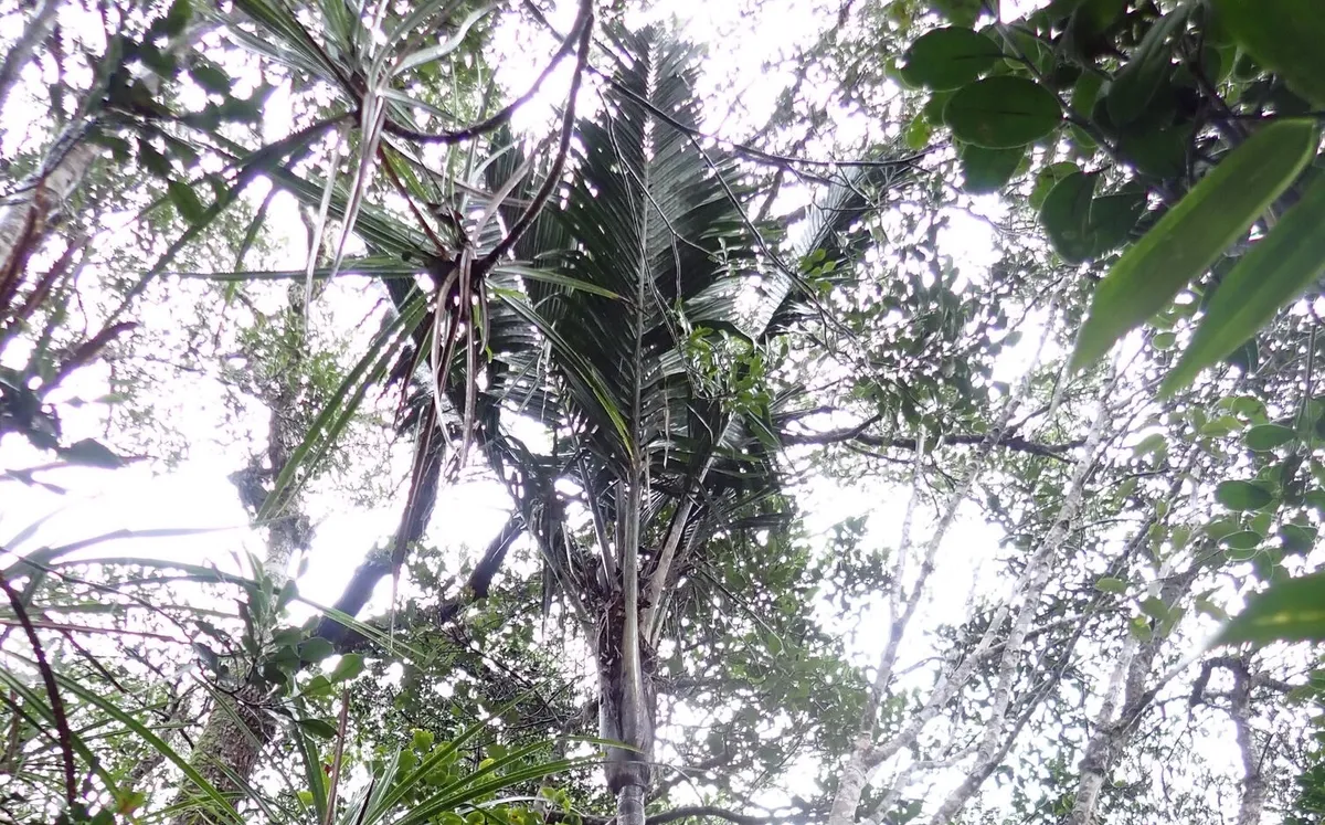 A Palm Tree Vanished for a Century. Scientists Just Found It Again.