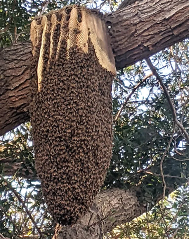 Southern California hybrid honeybee hive hanging from a tree in the wild.
