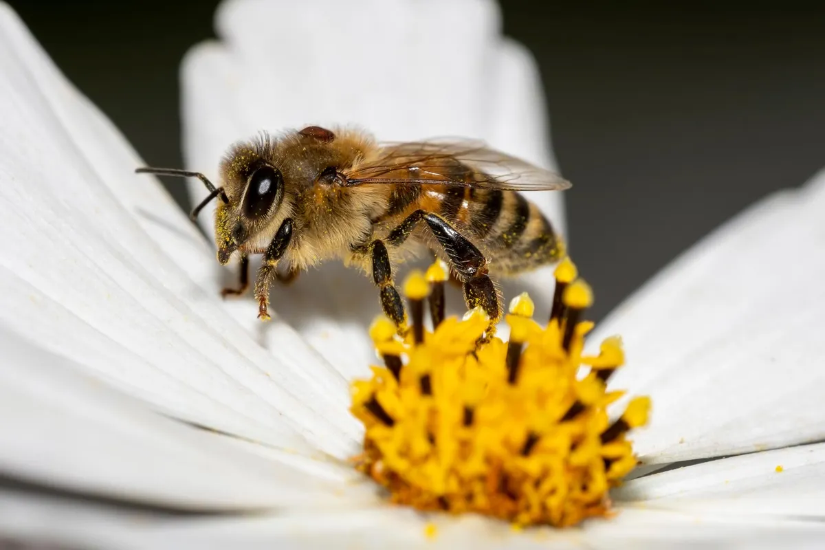 Scientists Stunned by Hybrid California Bees That Beat Deadly Mites