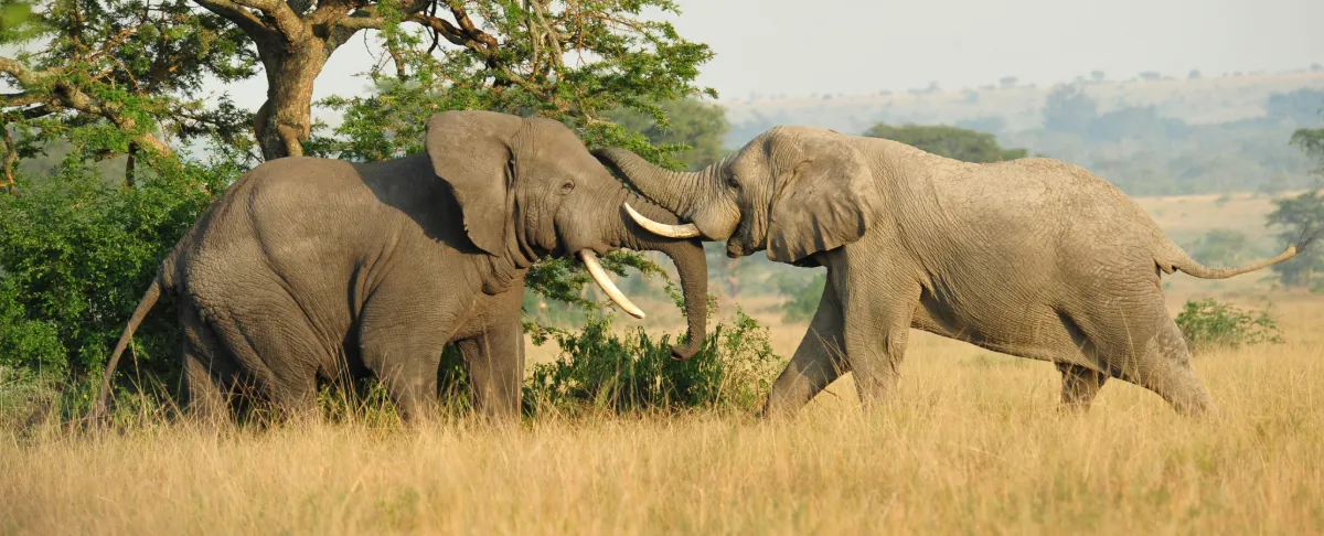 Mongabay launches Newswire Desk to deliver bite-sized, accessible news on nature to diverse audiences