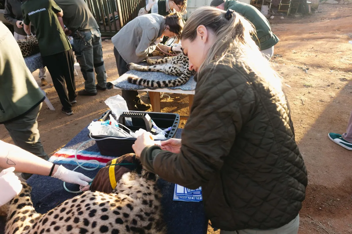 Cheetahs Are Back: Zambia's Got Its Stride Again After 30 Years