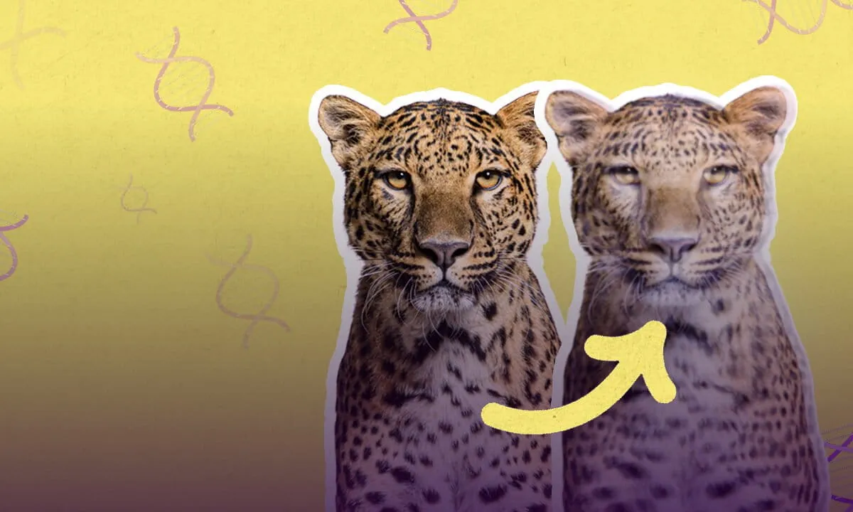 Lab-made jaguar: Is cloning a solution to extinction?