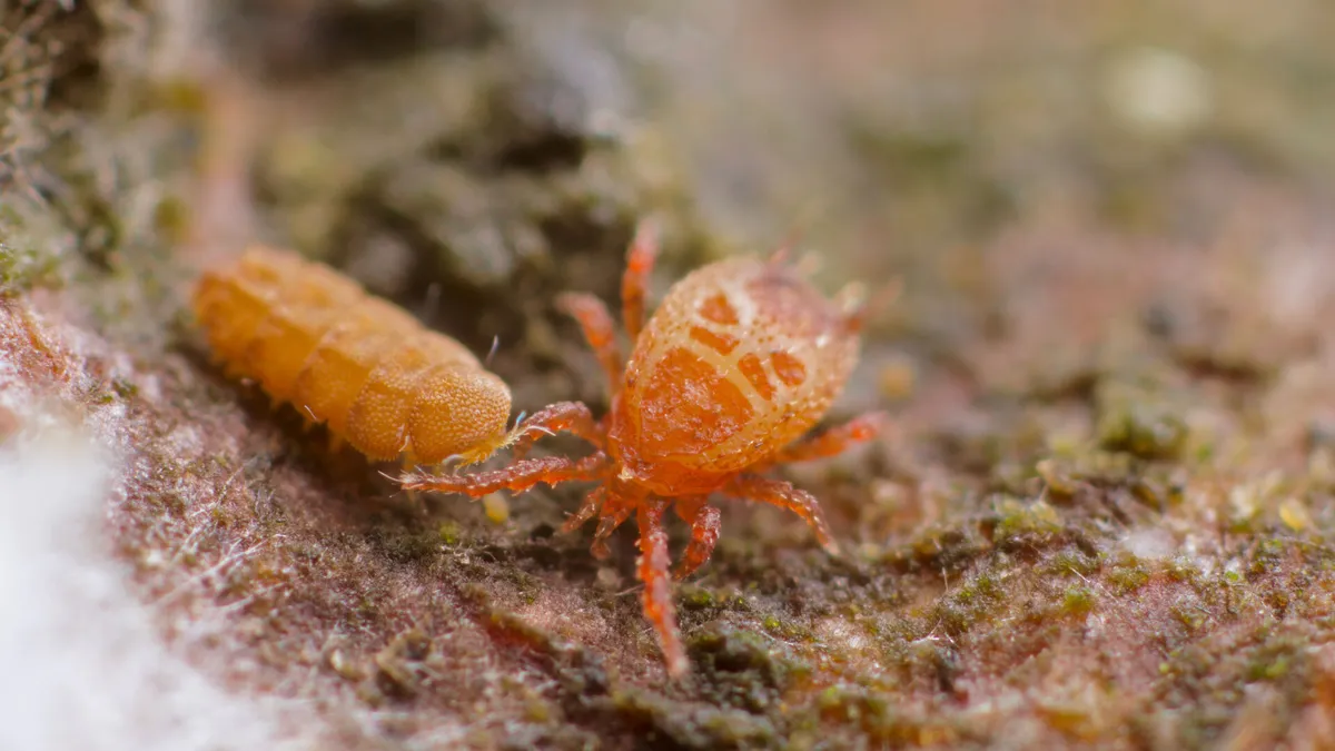 Complex food webs sustain ecosystem functioning
