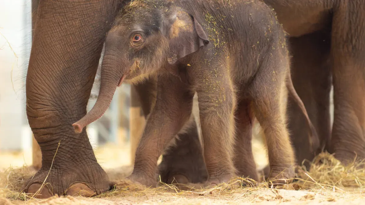 Texas Zoo Welcomes a 285-Pound Baby Elephant Named Sam Houston