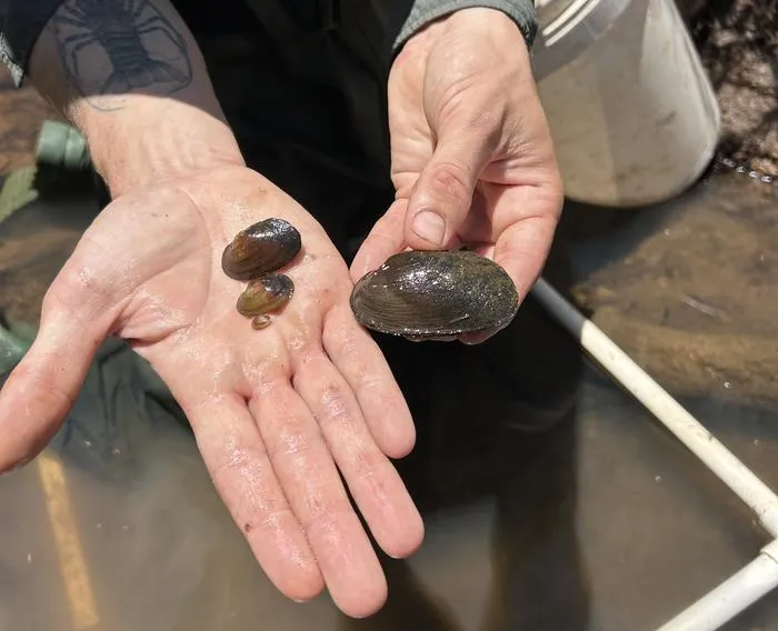 Farm dams and drains might save endangered mussels from disappearing