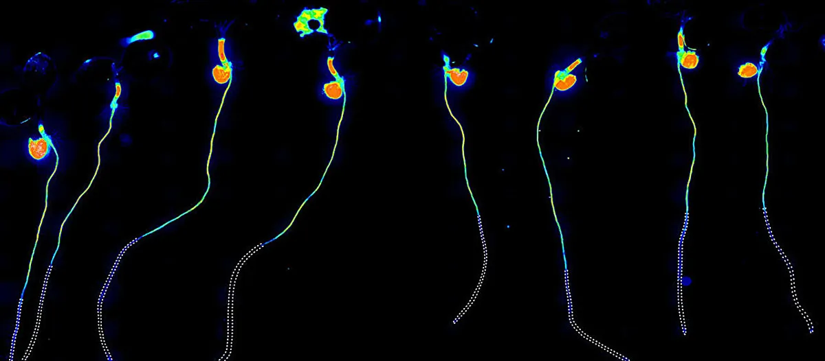 Roots reveal climate adaptation as 284 plant varieties reshape water barrier