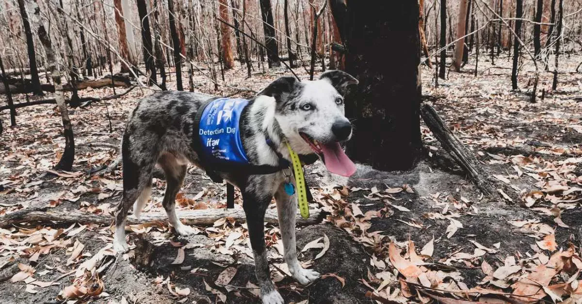 'Koala-sniffing dogs' are saving the endangered marsupials from fires and floods: 'They smell what we can't see'