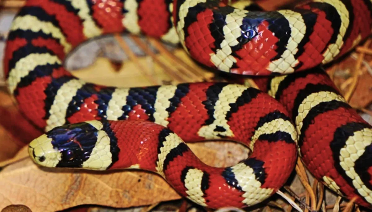 Earth may have twice as many vertebrate species as we thought